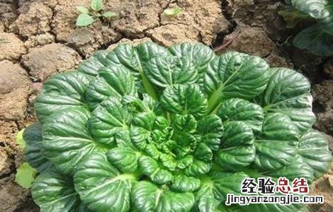 乌塌菜怎么种植方法 乌塌菜怎么种