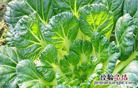 乌塌菜怎么种植方法 乌塌菜怎么种