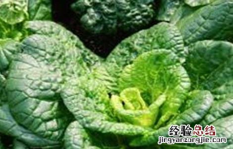 乌塌菜怎么种植方法 乌塌菜怎么种