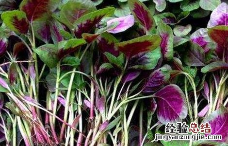 苋菜的种植技术 苋菜如何种植可高产