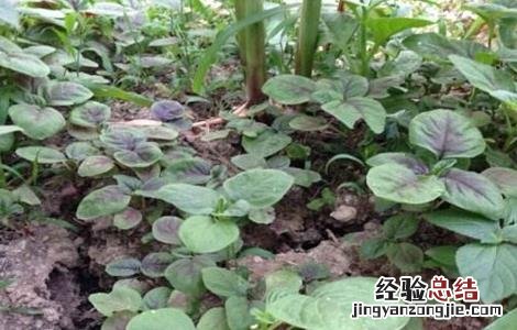 苋菜的种植技术 苋菜如何种植可高产