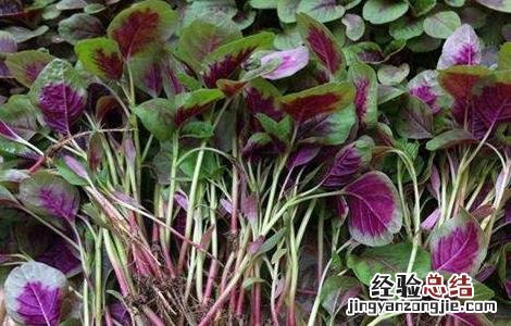 苋菜的种植技术 苋菜如何种植可高产