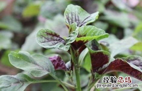 苋菜的种植技术 苋菜如何种植可高产