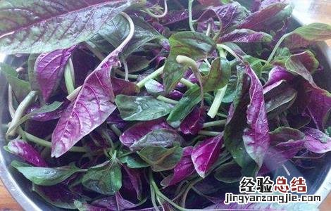 苋菜的种植技术 苋菜如何种植可高产