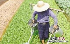 夏季蔬菜浇水注意事项视频 夏季蔬菜浇水注意事项