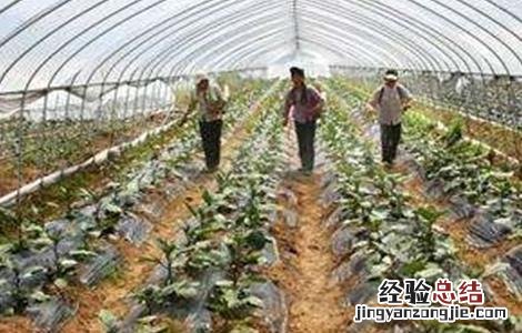 大棚蔬菜施肥方法和注意事项 大棚蔬菜施肥方法和注意事项视频