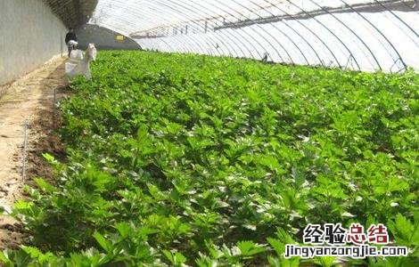 大棚蔬菜施肥方法和注意事项 大棚蔬菜施肥方法和注意事项视频