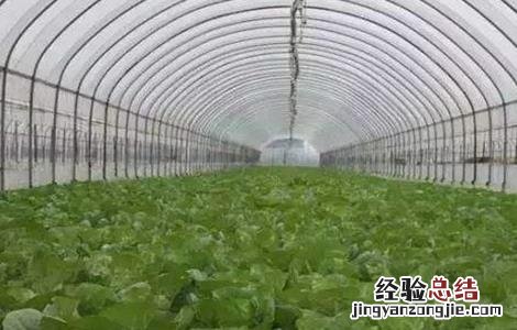 大棚蔬菜施肥方法和注意事项 大棚蔬菜施肥方法和注意事项视频