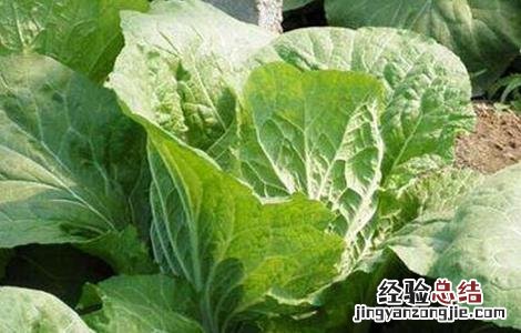 夏季大白菜不包心原因及解决方法 白菜到冬季没包心咋办