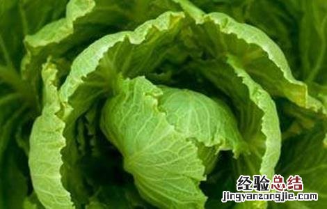 夏季大白菜不包心原因及解决方法 白菜到冬季没包心咋办