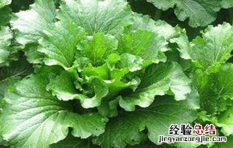 夏季大白菜不包心原因及解决方法 白菜到冬季没包心咋办