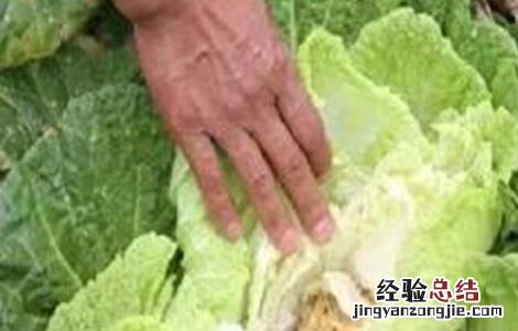 夏季大白菜不包心原因及解决方法 白菜到冬季没包心咋办