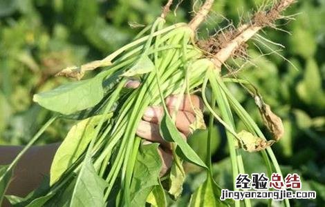 菠菜的种植技术和田间管理 菠菜田间管理技术