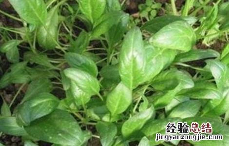 菠菜的种植技术和田间管理 菠菜田间管理技术