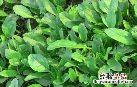 菠菜的种植技术和田间管理 菠菜田间管理技术