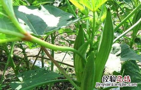 秋葵的采收方法及保存温度 秋葵的采收方法及保存