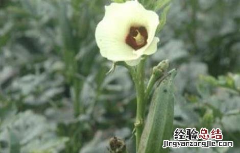 秋葵的采收方法及保存温度 秋葵的采收方法及保存