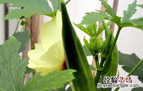 秋葵的采收方法及保存温度 秋葵的采收方法及保存