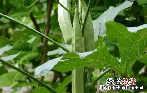秋葵的采收方法及保存温度 秋葵的采收方法及保存