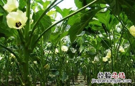 秋葵的采收方法及保存温度 秋葵的采收方法及保存