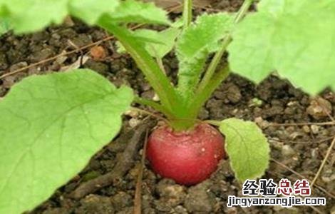 樱桃萝卜种植时间和方法大全 樱桃萝卜种植时间和方法