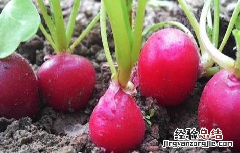 樱桃萝卜种植时间和方法大全 樱桃萝卜种植时间和方法