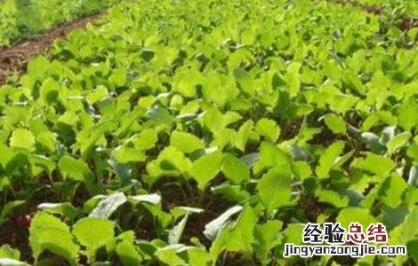 樱桃萝卜种植时间和方法大全 樱桃萝卜种植时间和方法