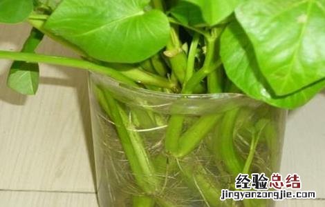 空心菜水培方法 空心菜的水培方法