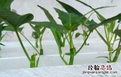 空心菜水培方法 空心菜的水培方法