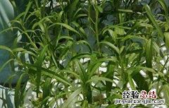 空心菜水培方法 空心菜的水培方法