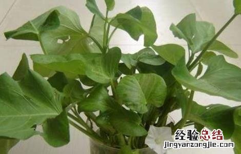 空心菜水培方法 空心菜的水培方法