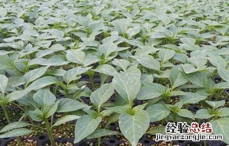 辣椒移栽后的管理要点 辣椒移栽后的管理要点是
