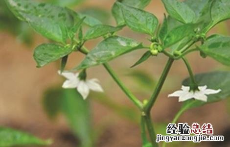 辣椒移栽后的管理要点 辣椒移栽后的管理要点是