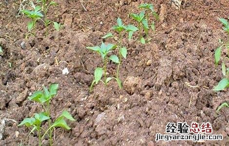 辣椒移栽后的管理要点 辣椒移栽后的管理要点是