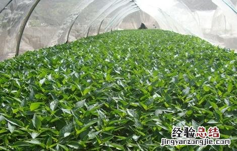辣椒移栽后的管理要点 辣椒移栽后的管理要点是