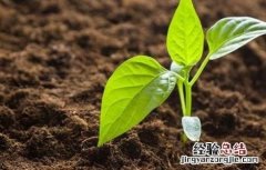 辣椒移栽后的管理要点 辣椒移栽后的管理要点是
