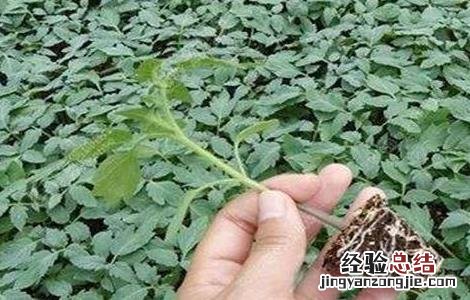 早春番茄育苗时间 早春番茄如何育苗