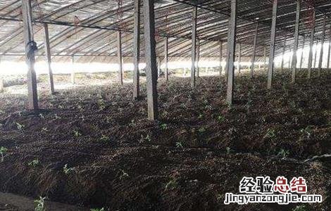 早春番茄育苗时间 早春番茄如何育苗