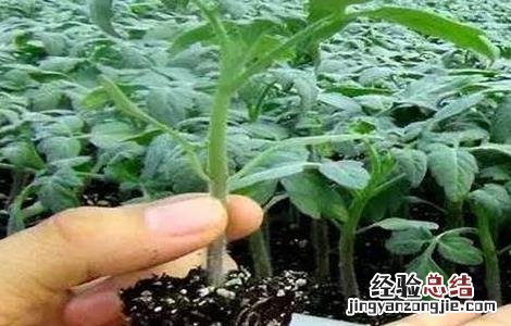 早春番茄育苗时间 早春番茄如何育苗