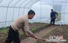 早春番茄育苗时间 早春番茄如何育苗