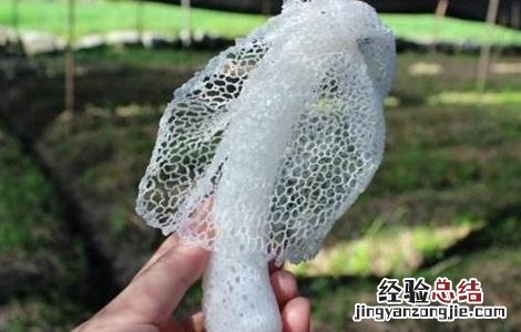 竹荪的采摘时间 竹荪采摘时间及注意事项