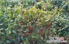 辣椒早衰防治措施 辣椒延缓衰老