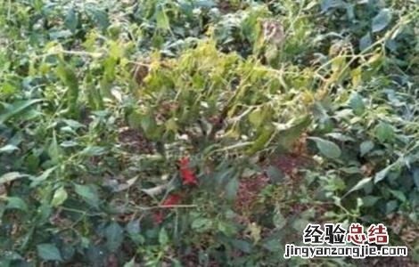 辣椒早衰防治措施 辣椒延缓衰老