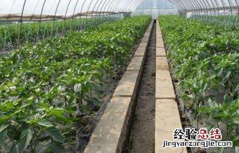 辣椒早衰防治措施 辣椒延缓衰老