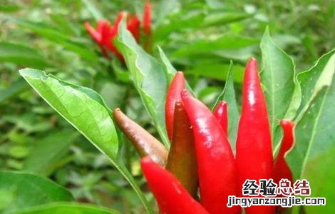 辣椒早衰防治措施 辣椒延缓衰老