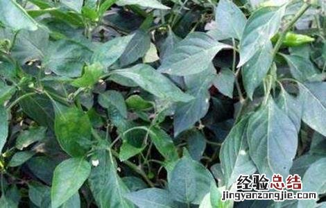 辣椒早衰防治措施 辣椒延缓衰老