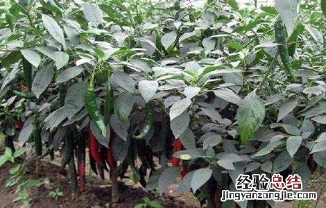 辣椒早衰防治措施 辣椒延缓衰老
