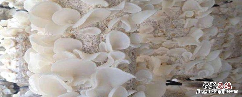 什么是转基因的玉米和不转基因的 玉木耳是不是转基因的