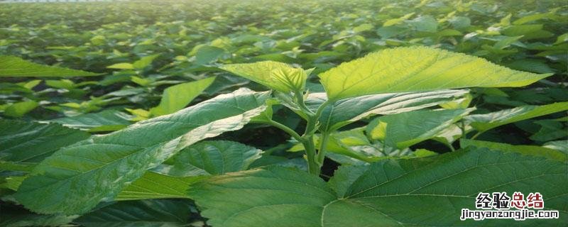 桑叶是什么 桑叶长什么样子