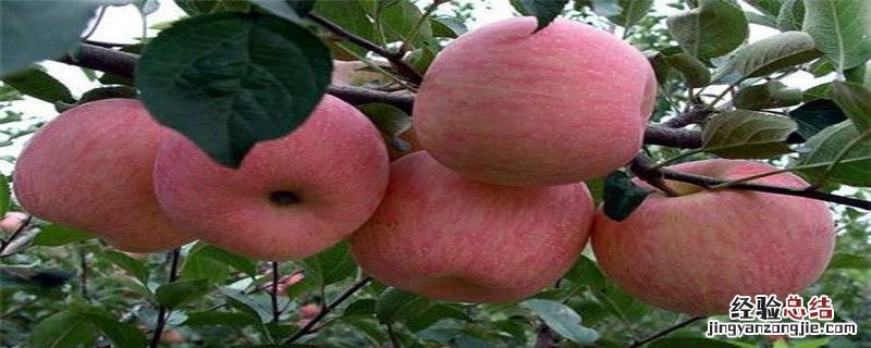 咪鲜胺对炭疽病的药效试验 炭疽病特效药用咪鲜胺